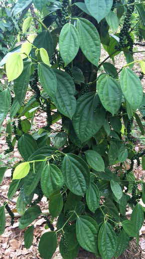 planta de pimienta